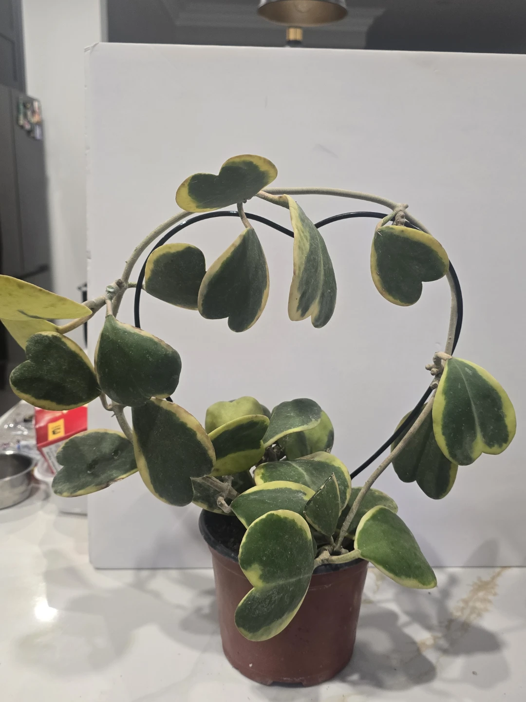 Hoya Kerrii Variegata Plant - photo 2