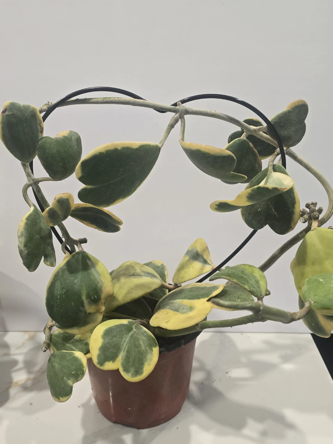 Hoya Kerrii Variegata Plant - photo 3