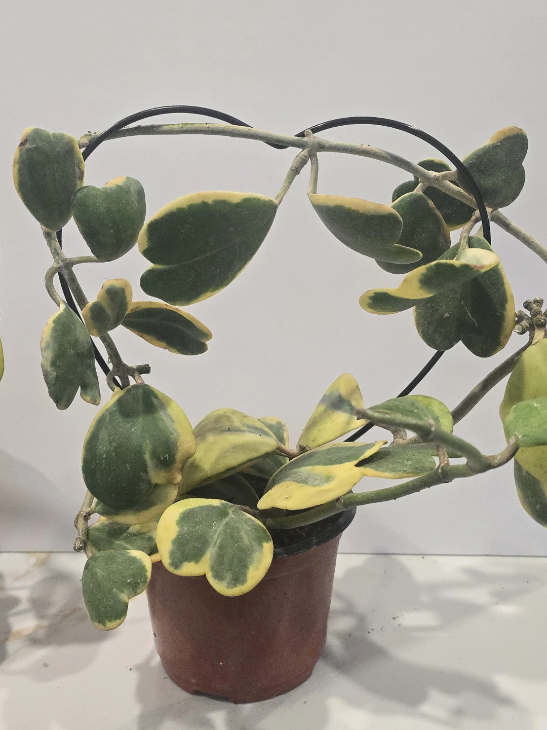 Hoya Kerrii Variegata Plant - photo 5