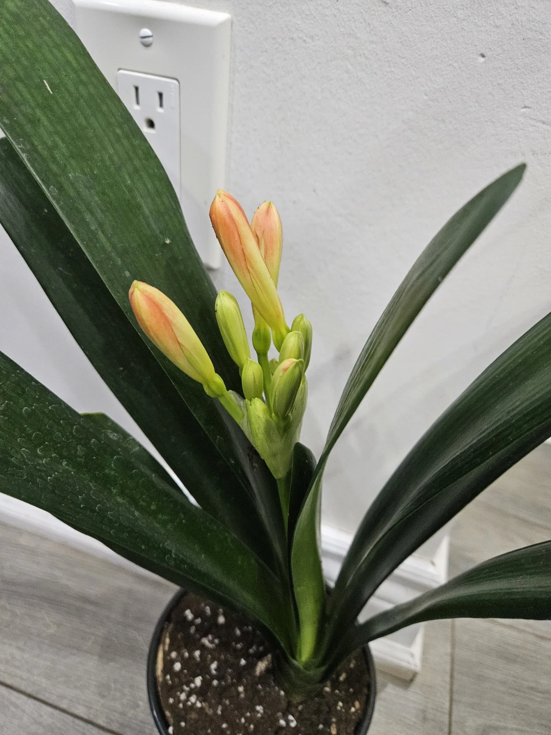 Clivia Plant