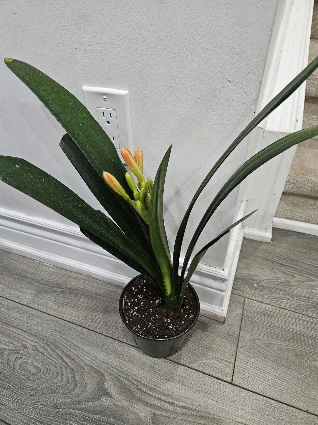 Clivia Plant - photo 2