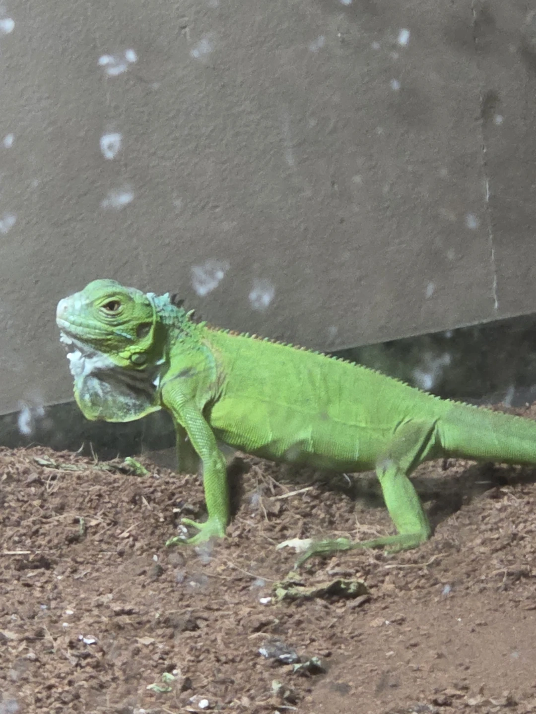 Green Iguana acessories food and cage!