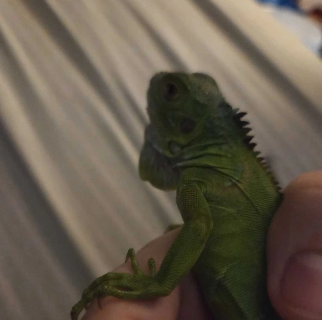 Green Iguana acessories food and cage! - photo 2
