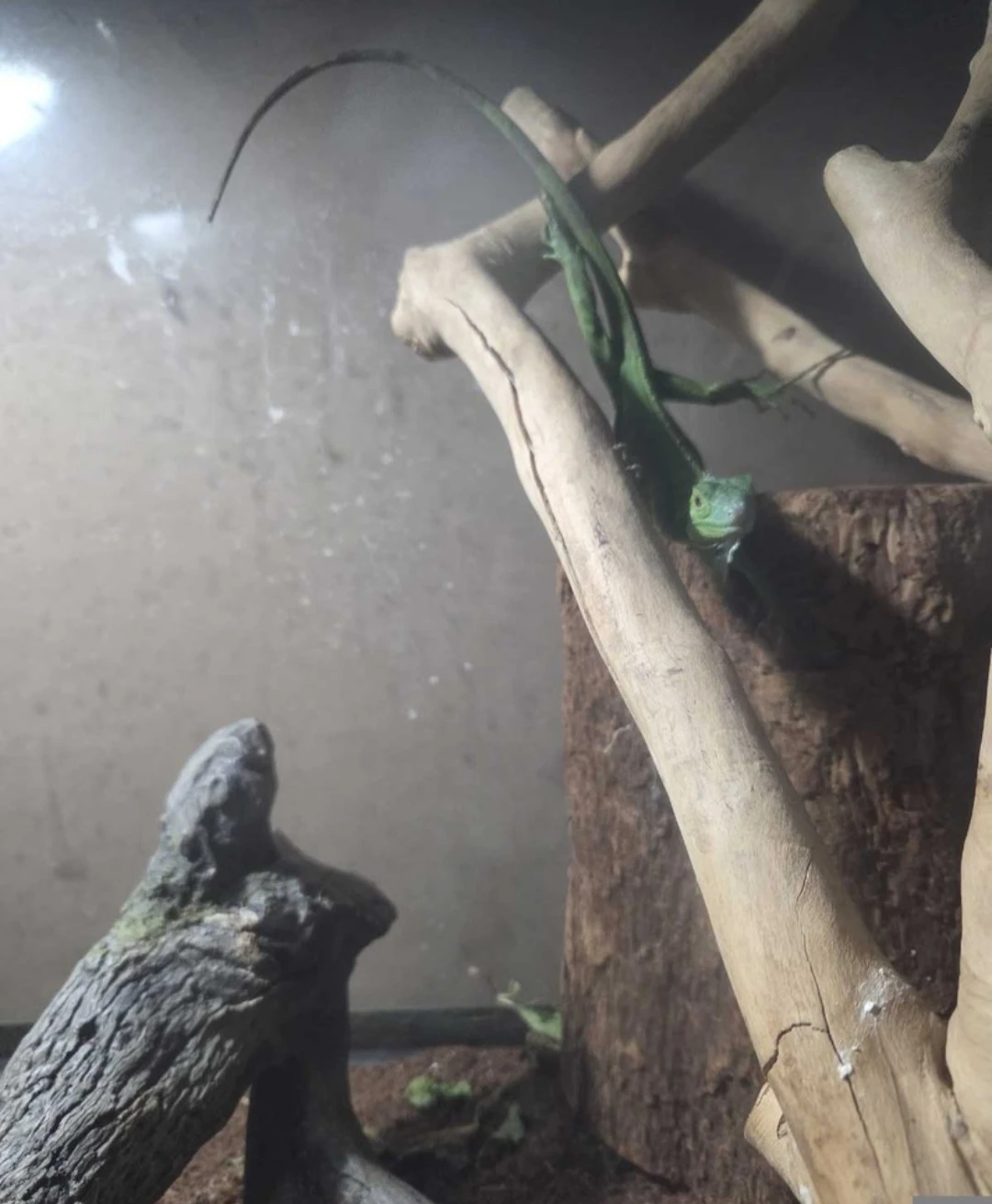 Green Iguana acessories food and cage! - photo 3