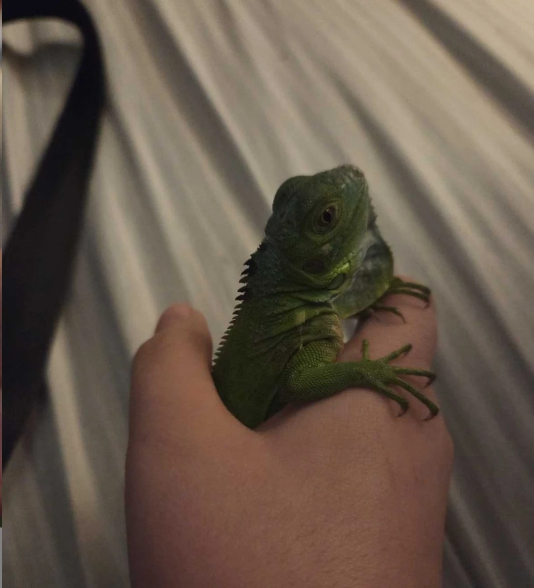 Green Iguana acessories food and cage! - photo 5