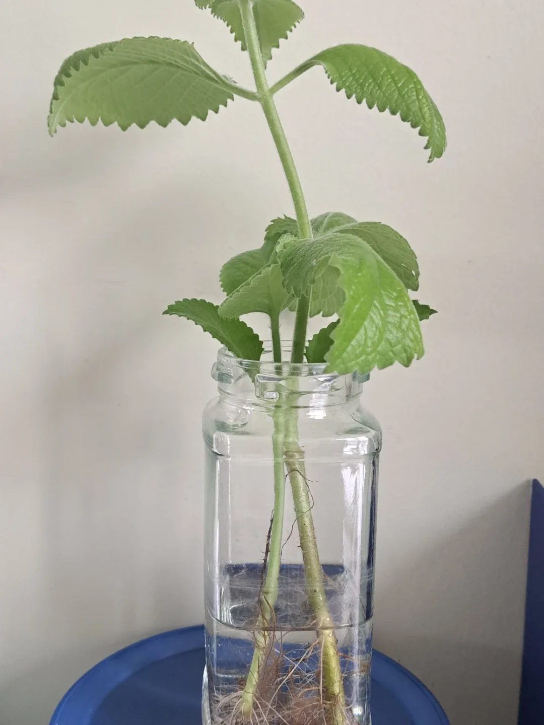 Cuban Oregano Plant Cutting