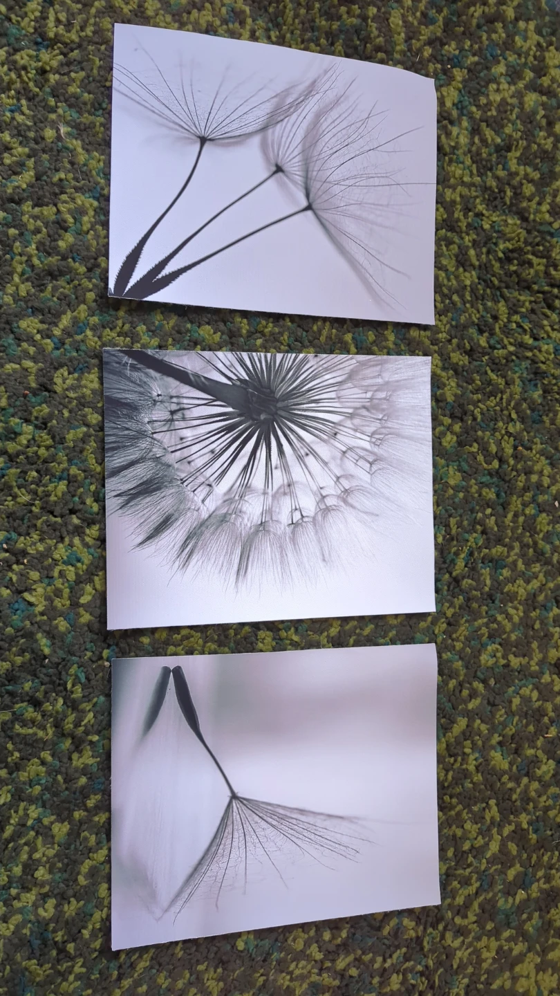 Canvas prints - Dandelion
