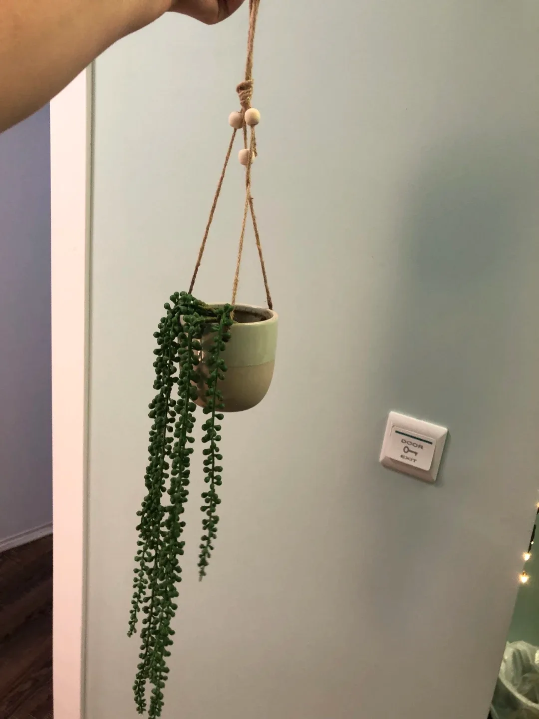 Hanging String of Pearls Plant