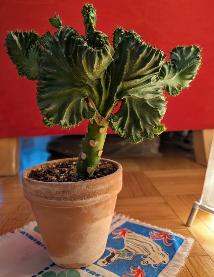 Crested Euphorbia succulent in terra cotta pot