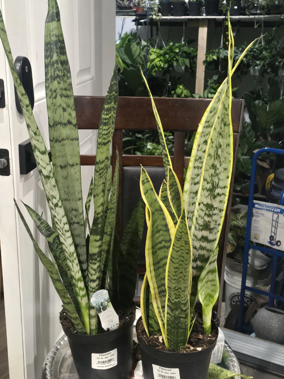 Snake Plants - Two Varieties