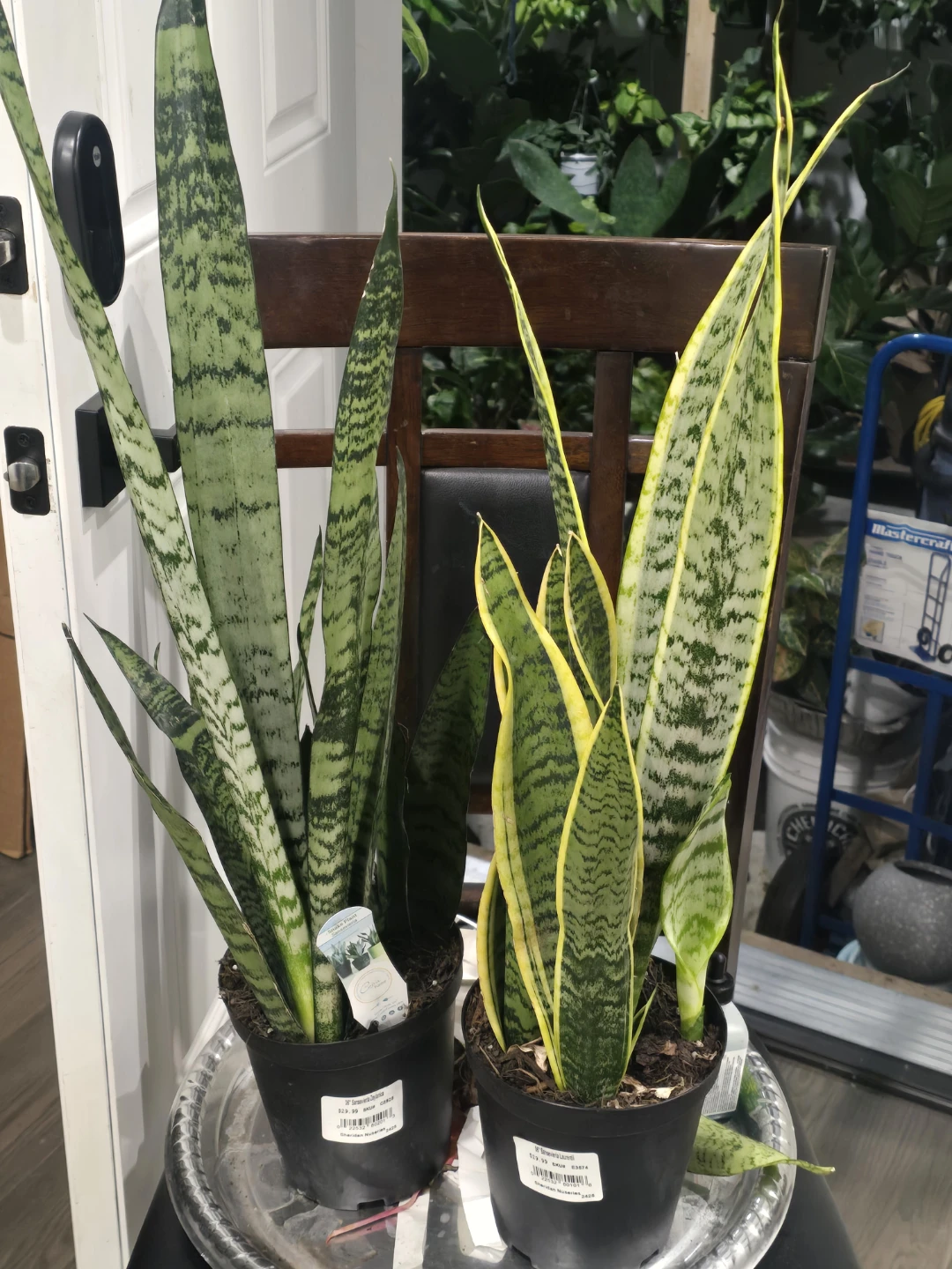 Snake Plants - Two Varieties - photo 2