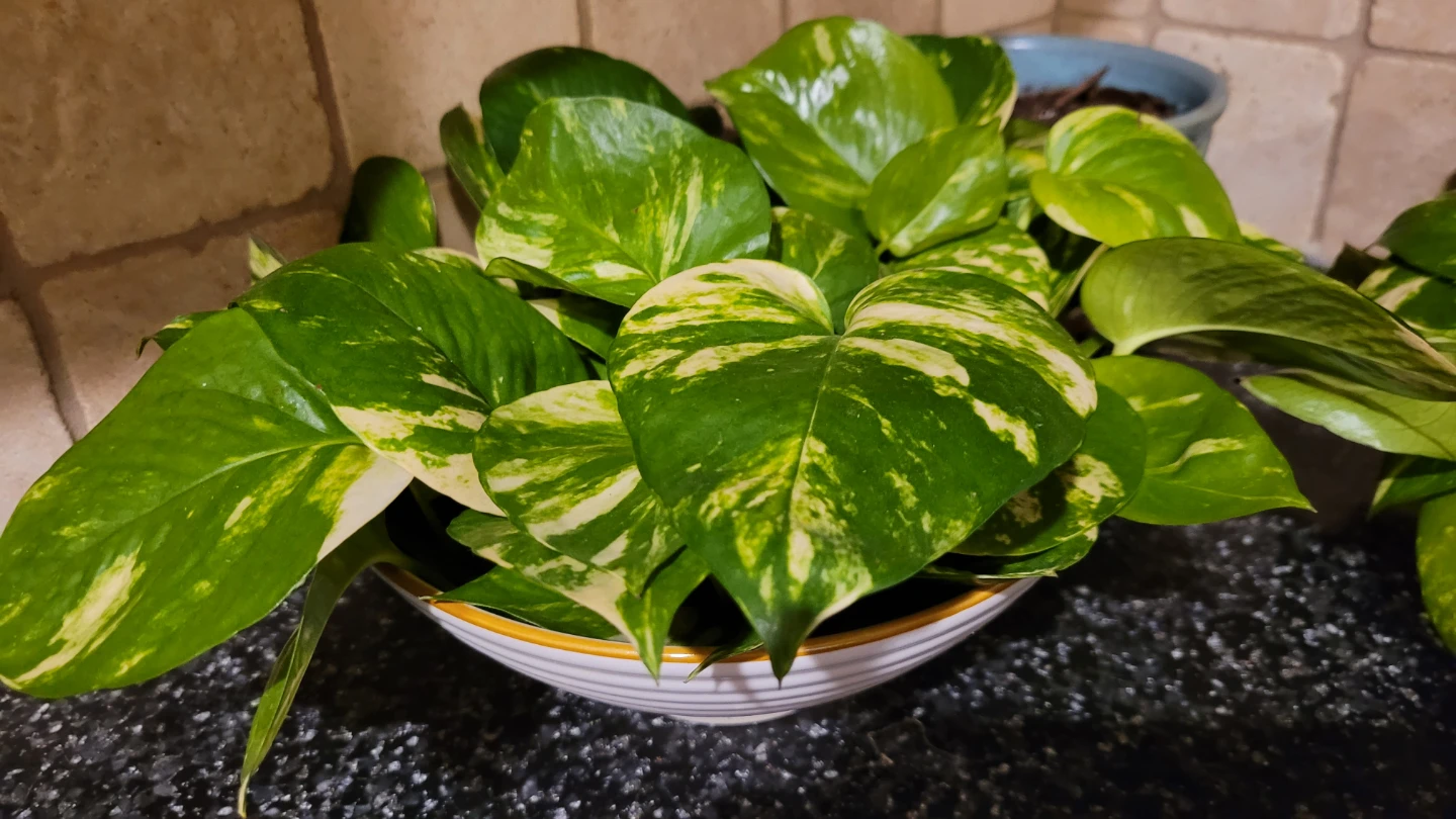 Golden Pothos Plant