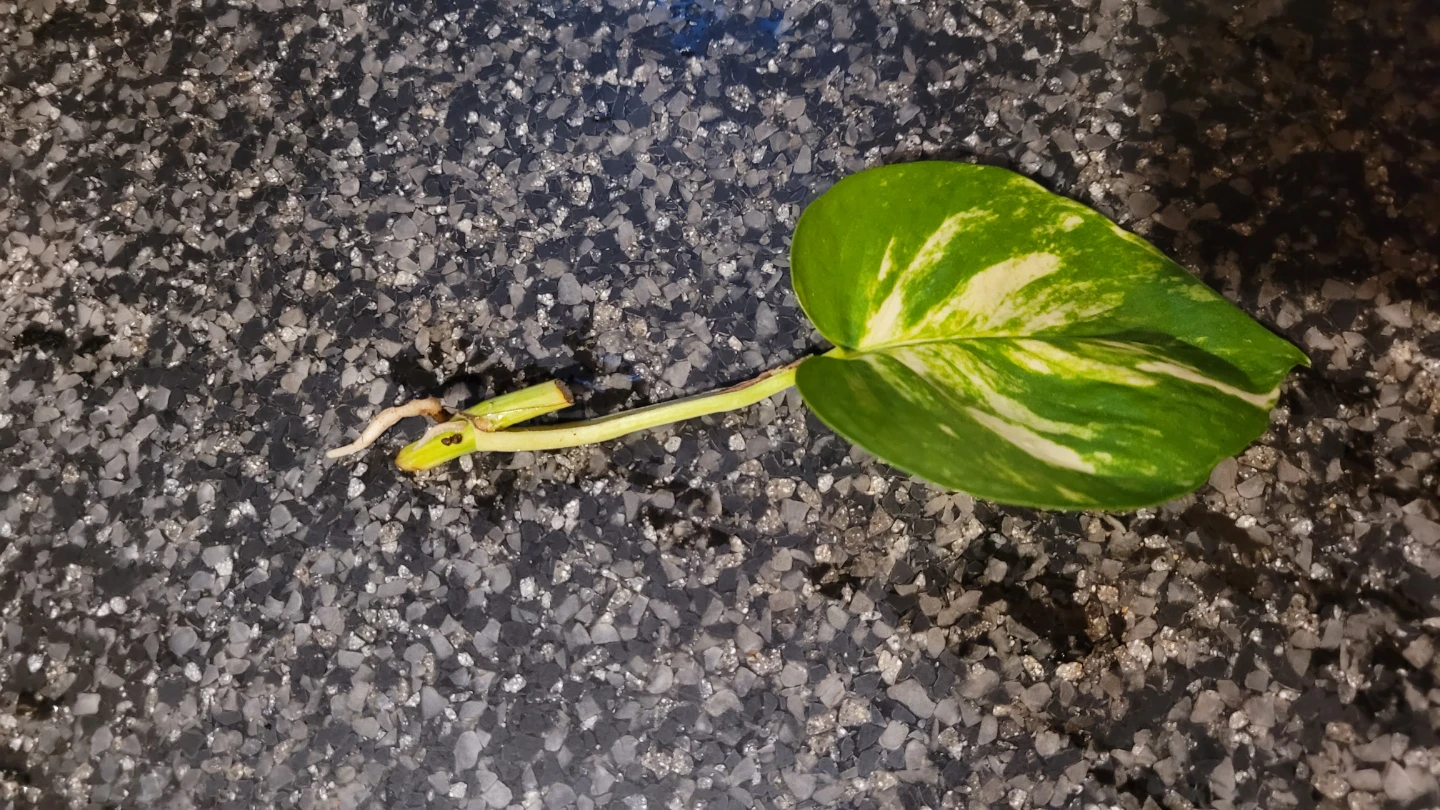 Golden Pothos Plant - photo 2