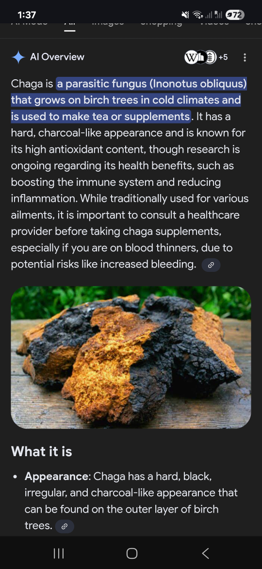 Chaga Mushroom Pieces - Wild Harvested