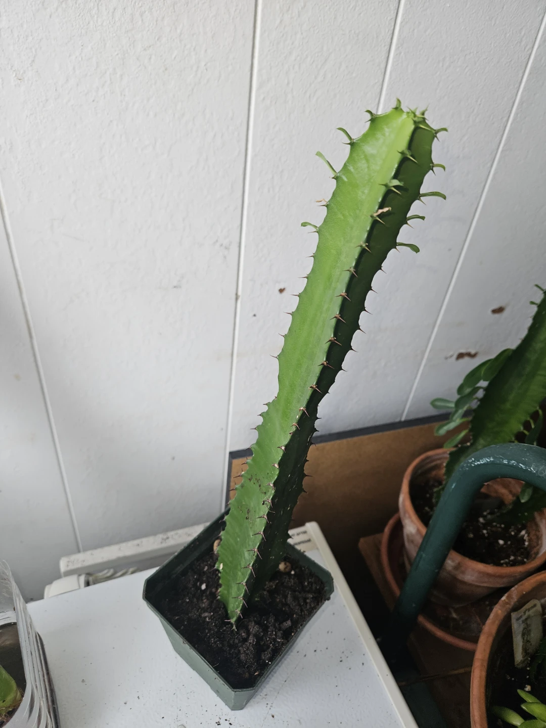 Euphorbia Trigona Cactus Plant