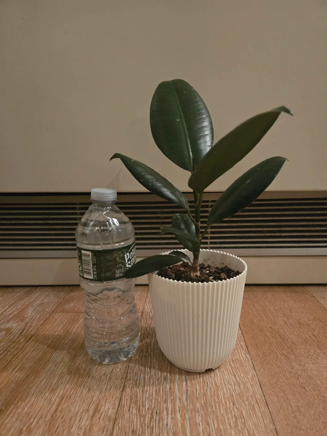 Rubber Plant in White Pot #Cleanout