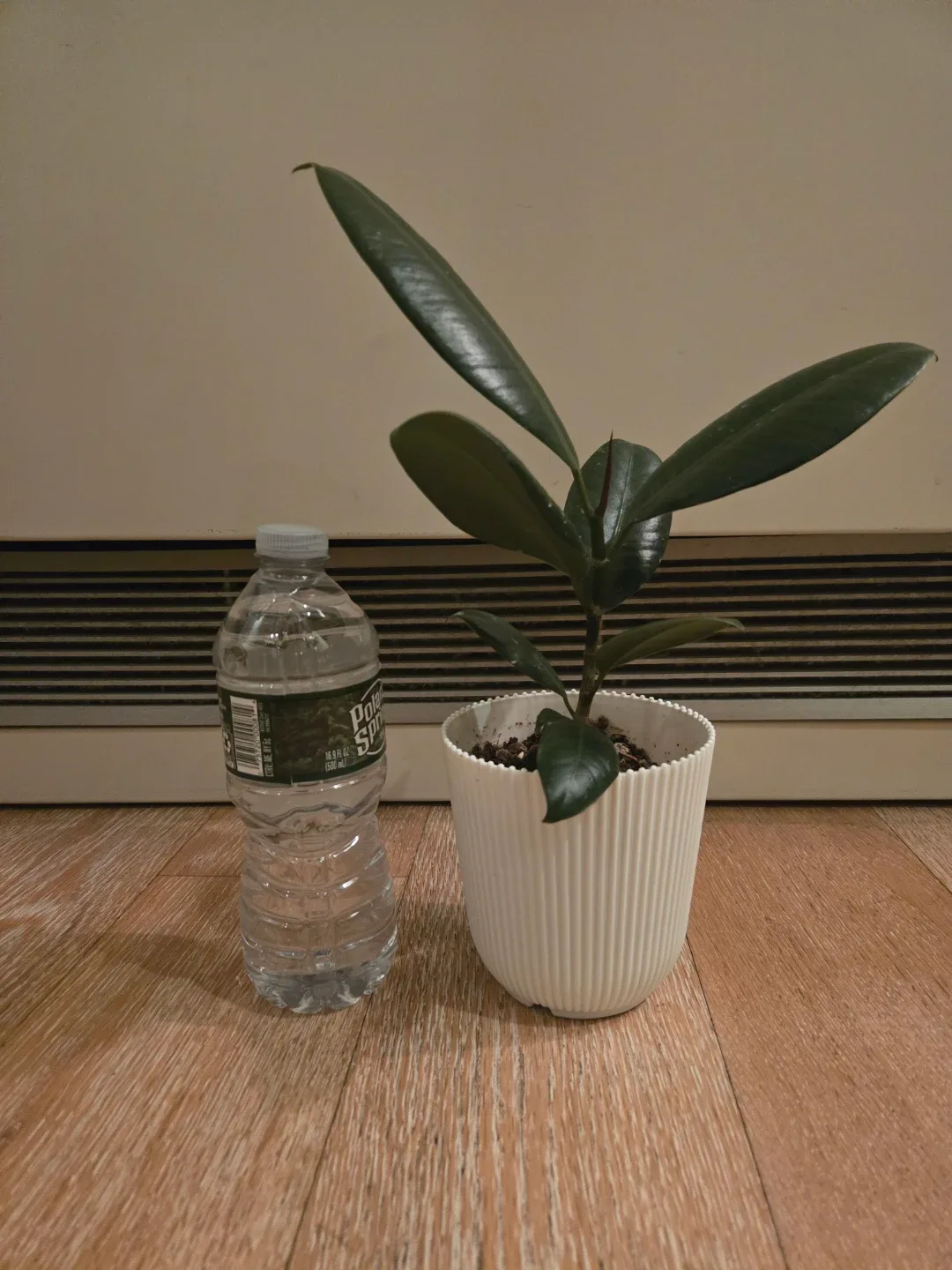 Rubber Plant in White Pot #Cleanout image indicator(2)