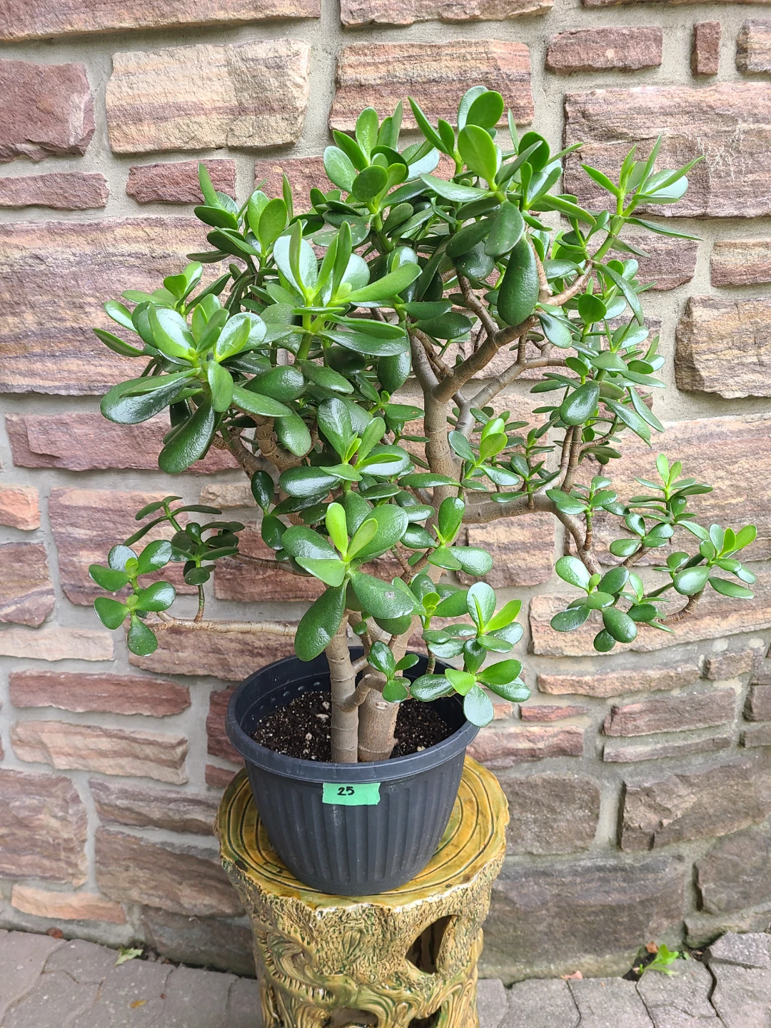 Medium-Large Jade Plant #25