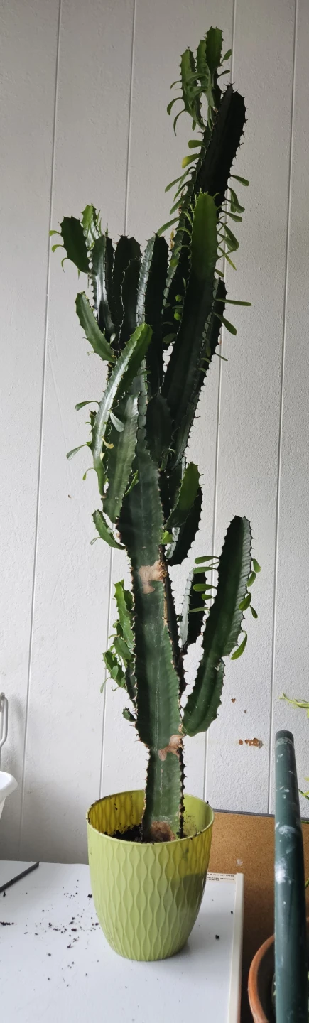 Euphorbia Trigona Cactus in Green Pot