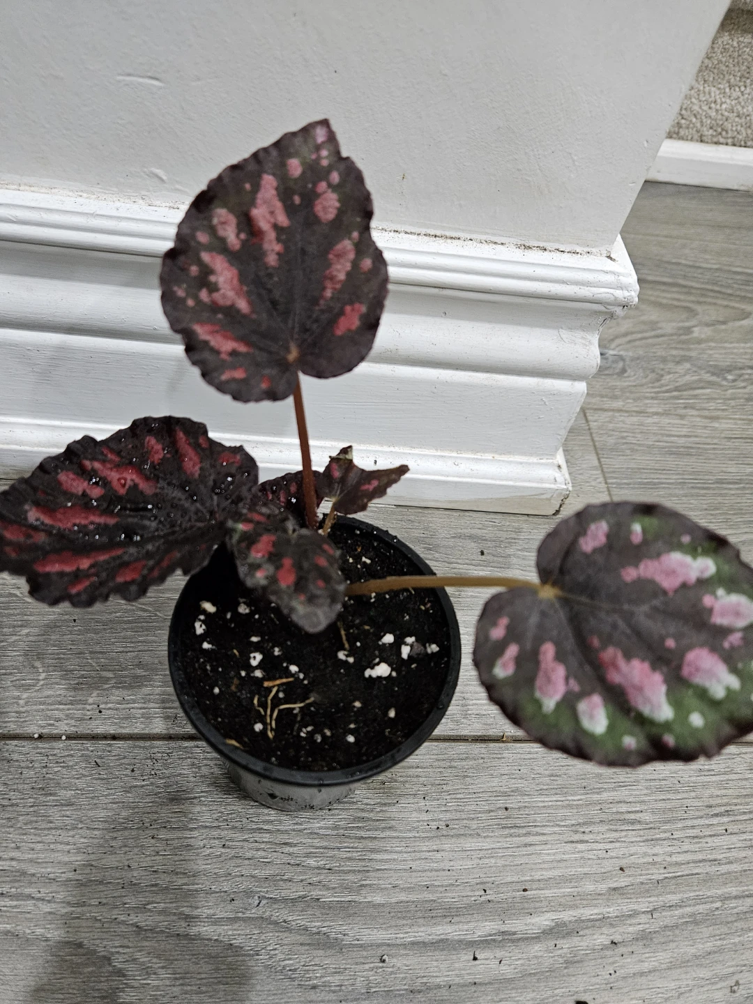 Begonia Rex  (florida)Plant in 3.5"pot - photo 2