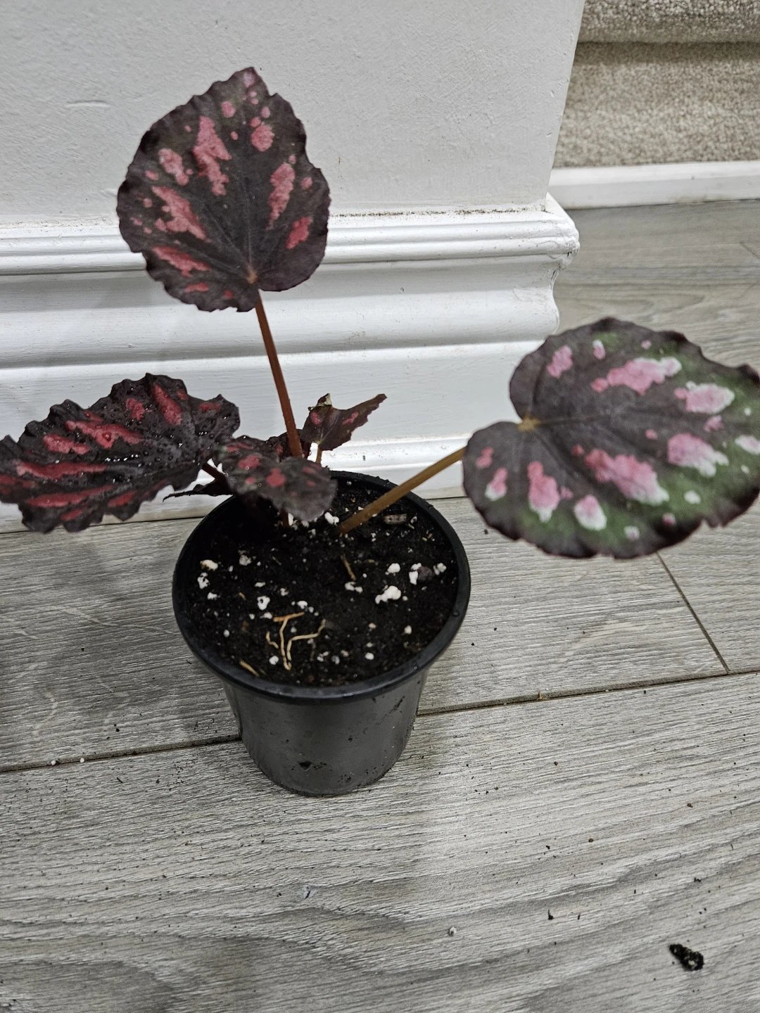 Begonia Rex  (florida)Plant in 3.5"pot - photo 3
