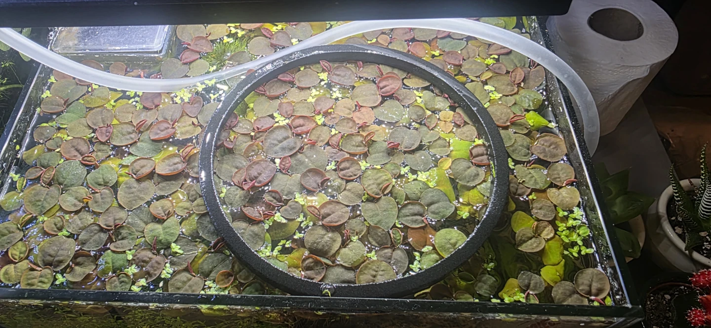 Aquatic Floater Plants  - Red Root Floaters