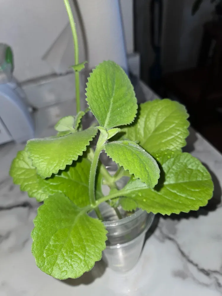 CUBAN OREGANO LEAVES ✨️🍃 image indicator(2)