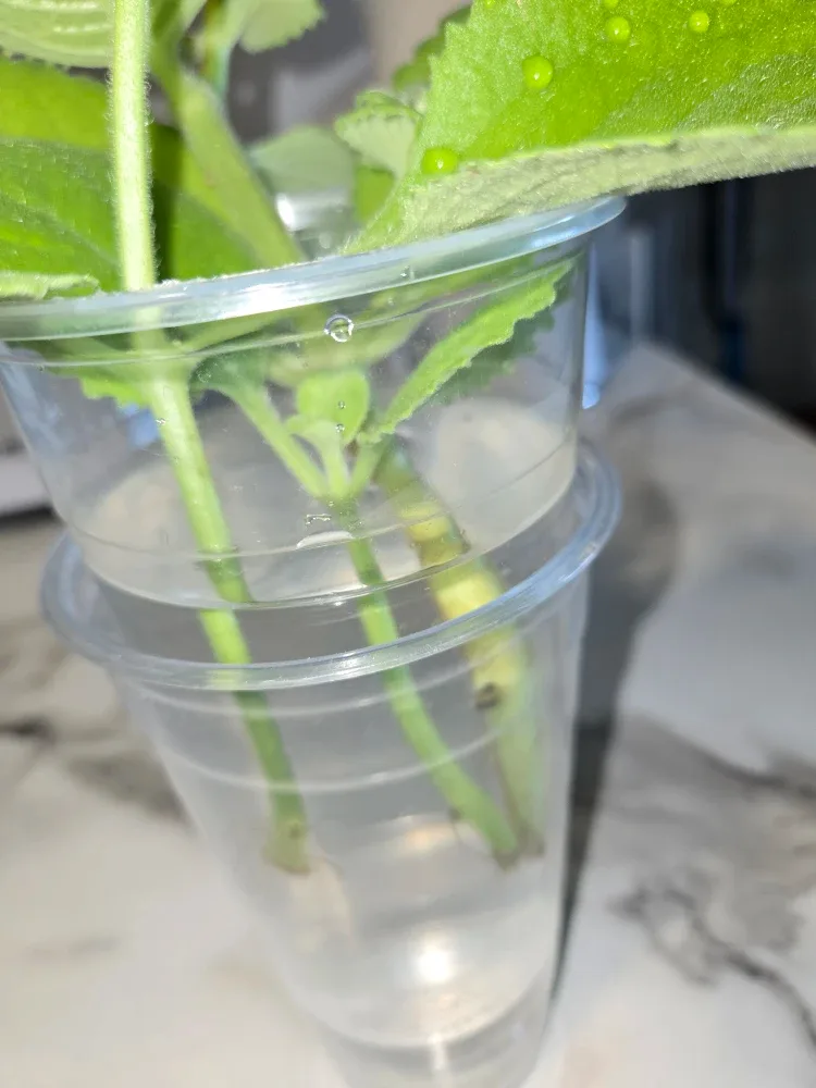 CUBAN OREGANO LEAVES ✨️🍃 image indicator(3)