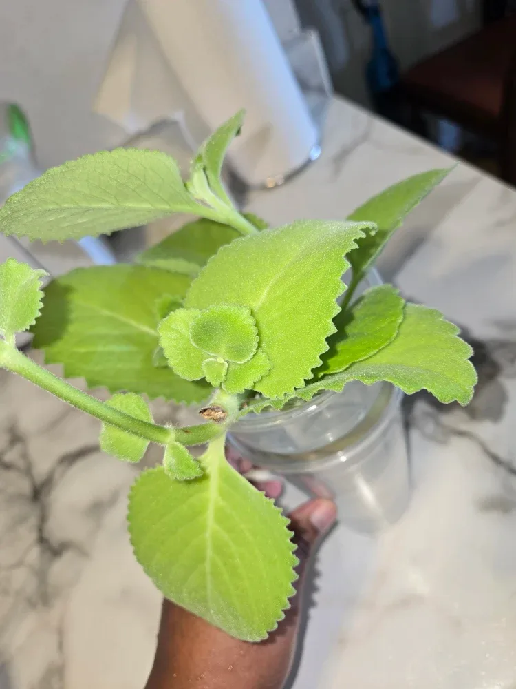 CUBAN OREGANO LEAVES ✨️🍃 image indicator(4)