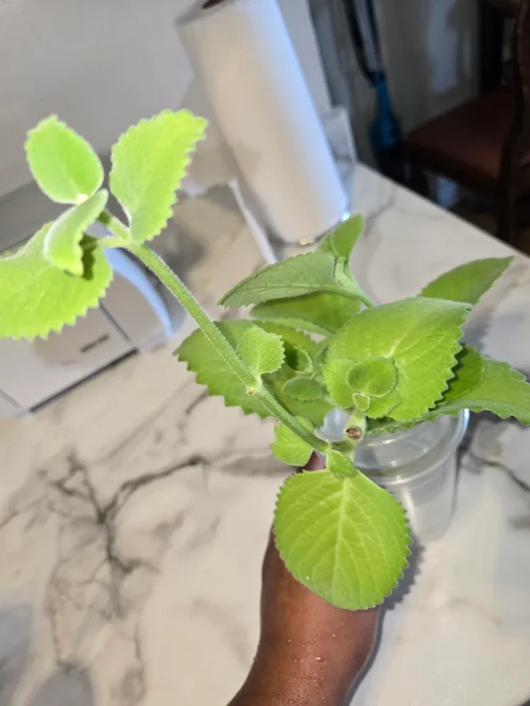 CUBAN OREGANO LEAVES ✨️🍃 image indicator(5)