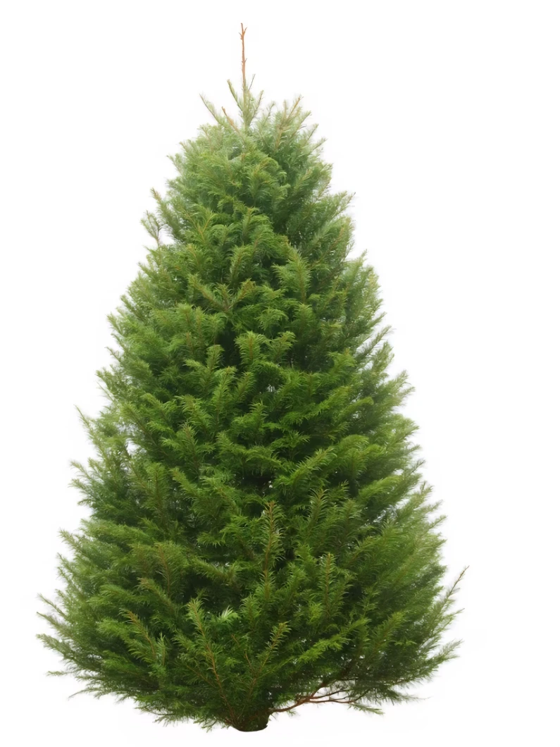 Fresh New Christmas Trees all sizes (With free Delivery) - photo 3