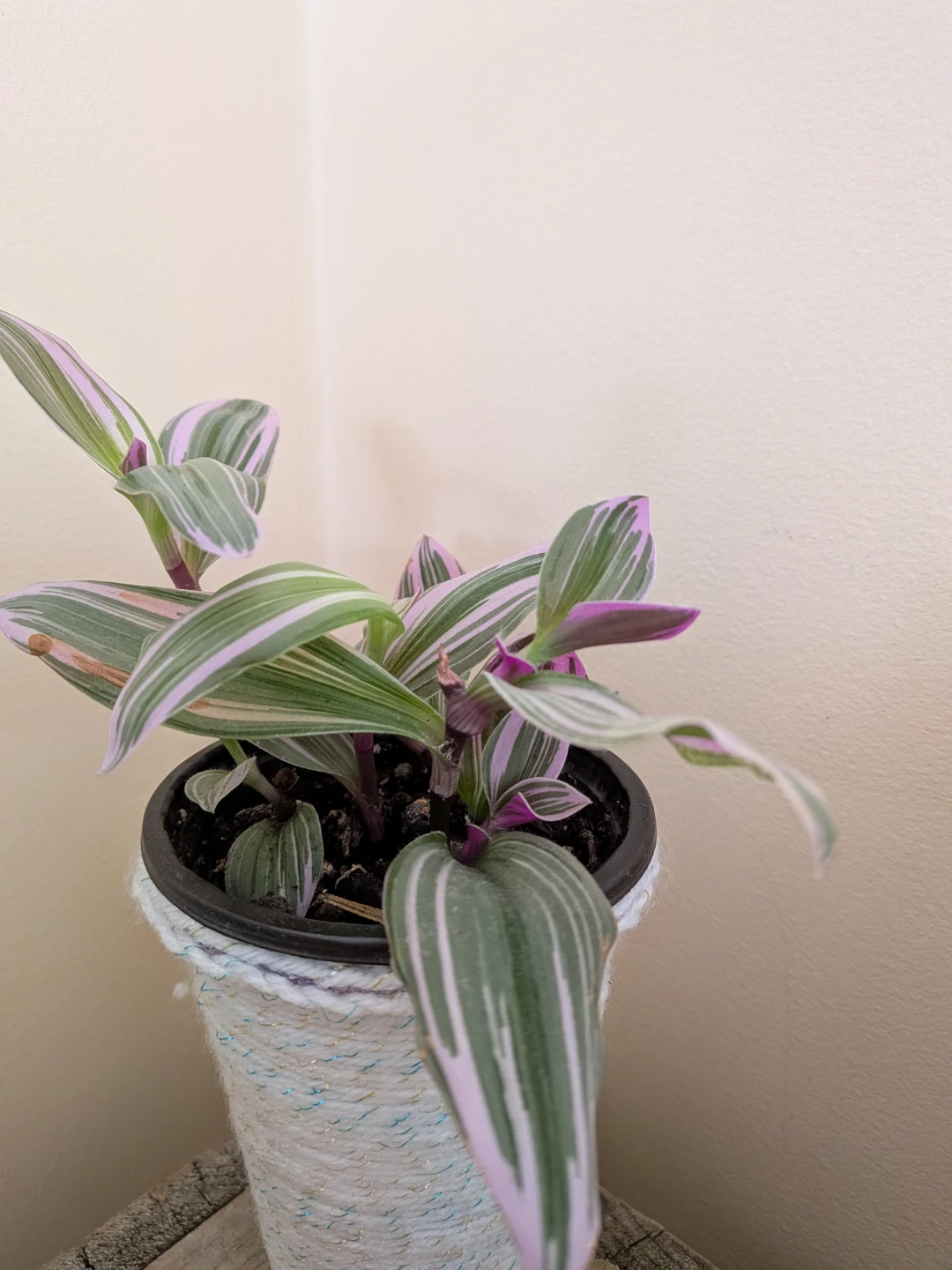 Tradescantia Nanouk