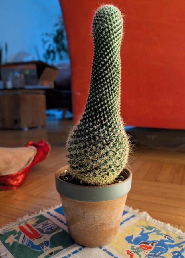 Cactus Plant