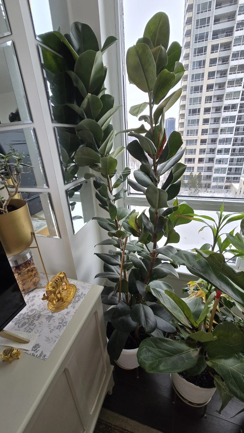 6 ft rubber plant in white pot