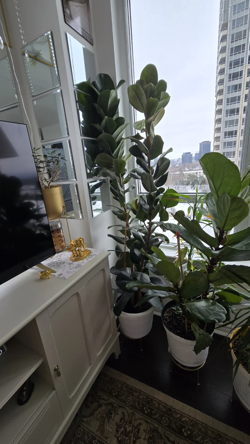 6 ft rubber plant in white pot - photo 2