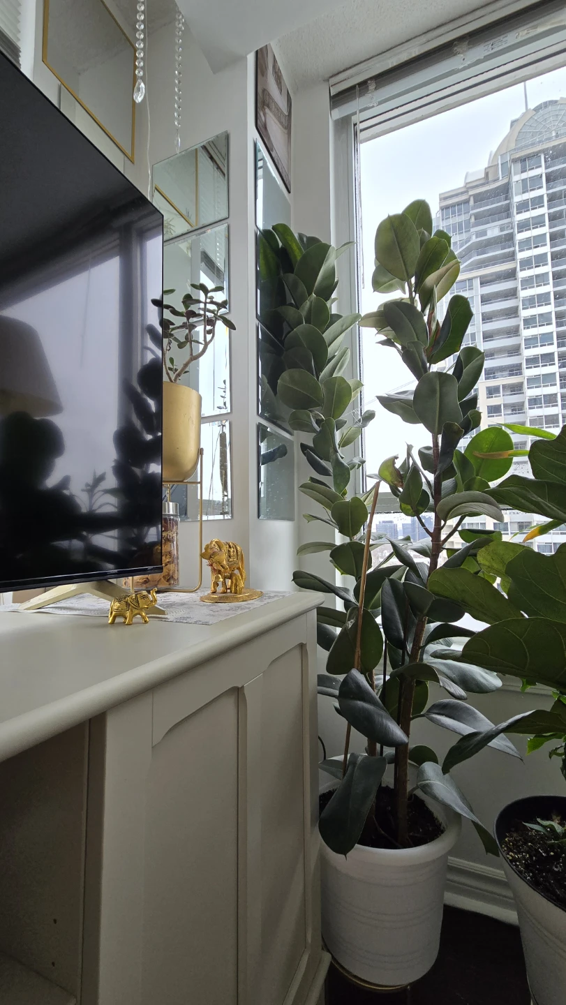6 ft rubber plant in white pot - photo 3