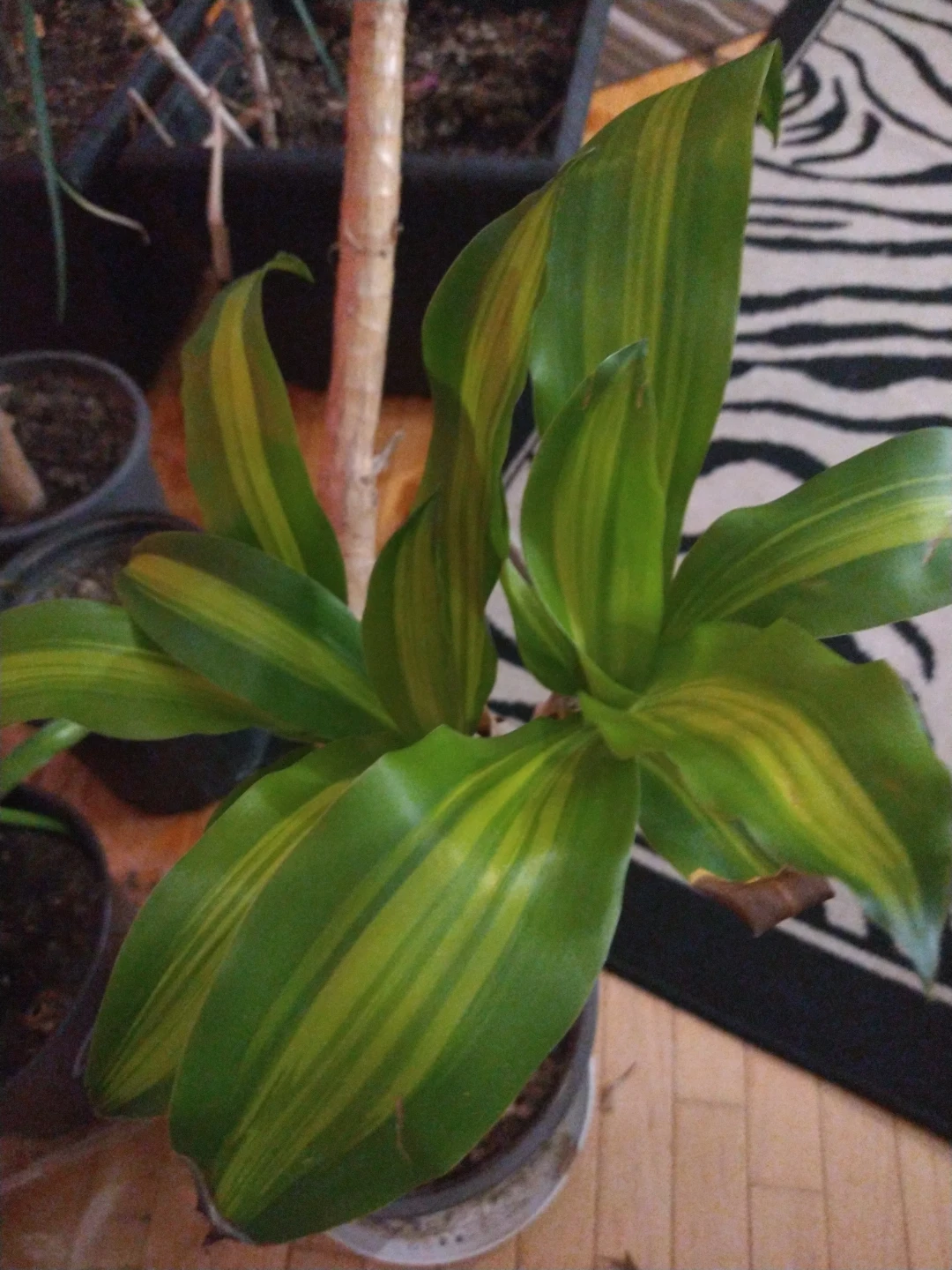 Dracaena Fragrans Plant - photo 4