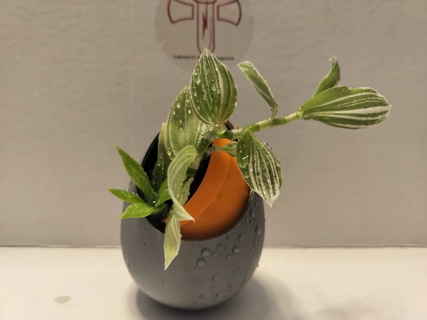 🌿 Healthy Plants in Custom 3D Printed Planters image indicator(5)