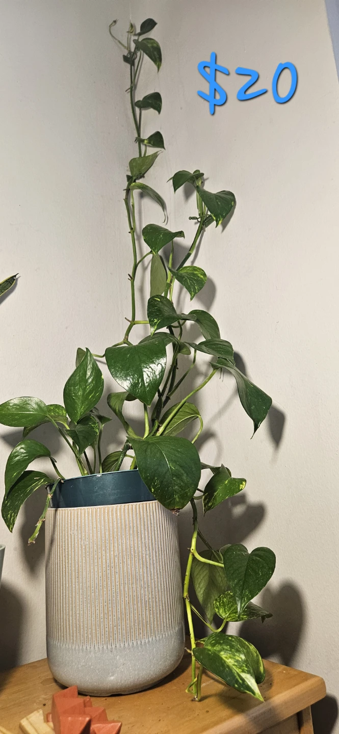Potted Golden Pothos Plant - $20