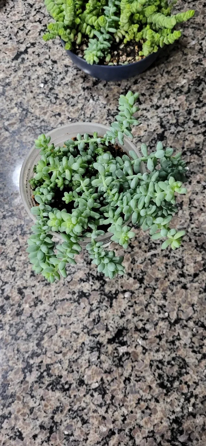 Burro's Tails succulent image indicator(5)