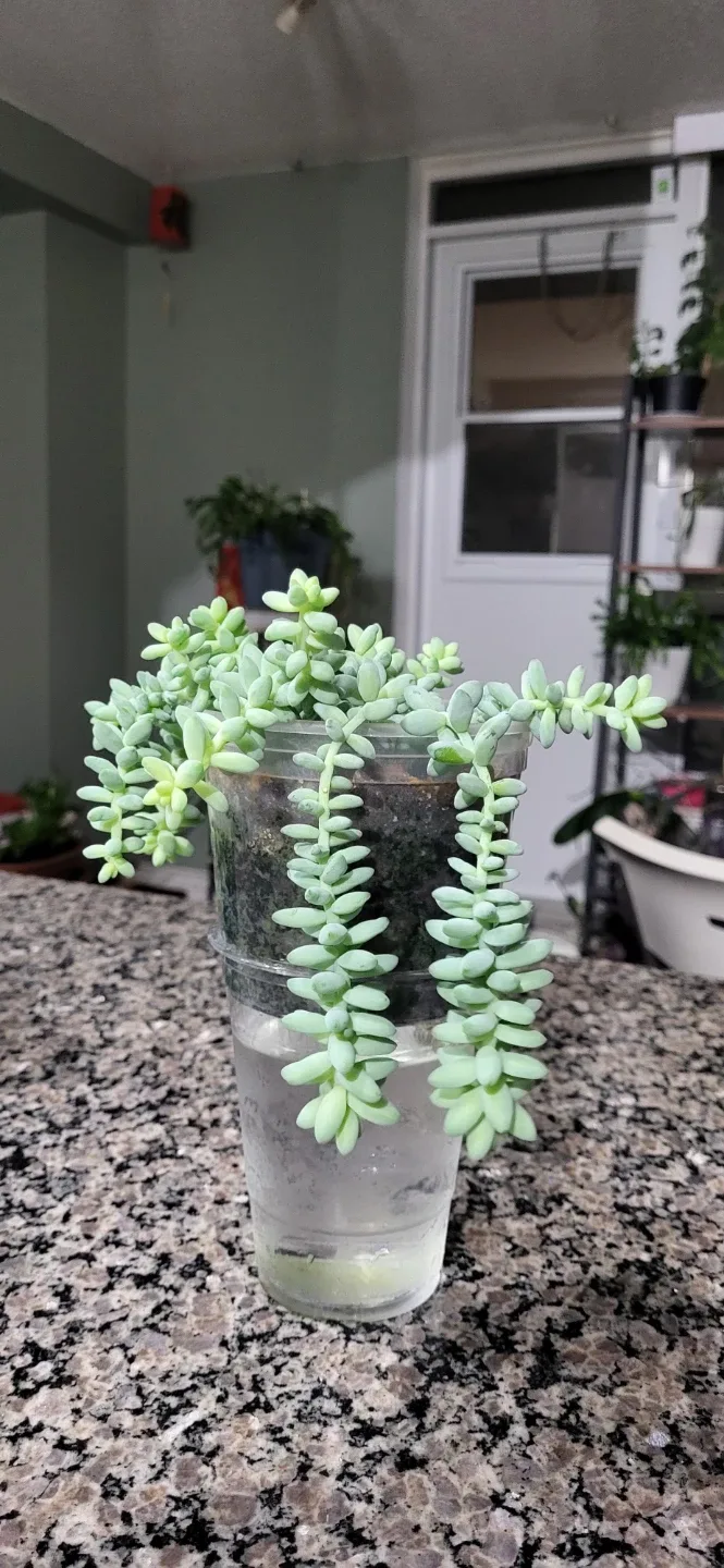 Burro's Tails succulent image indicator(6)