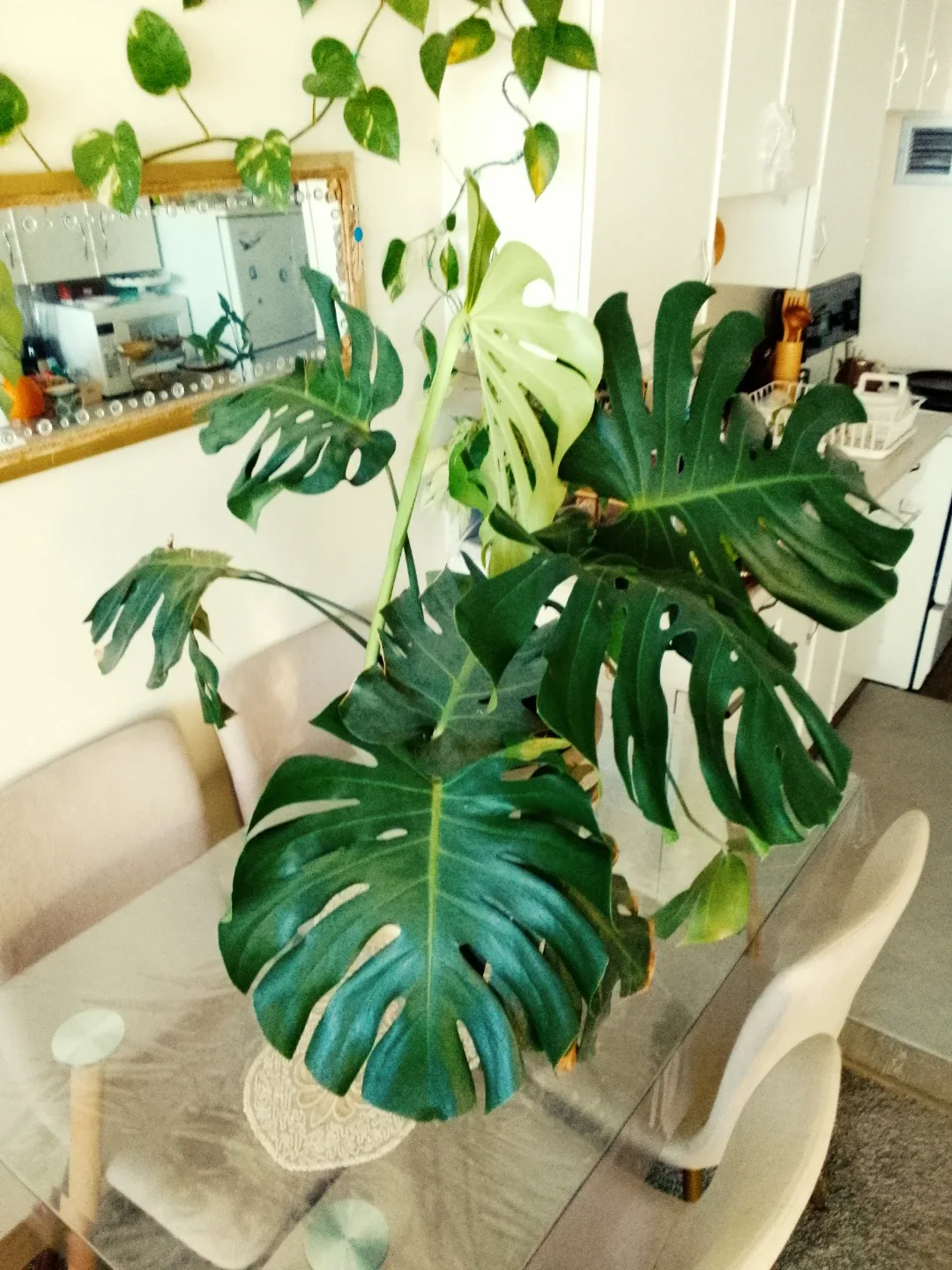 Monstera Plant