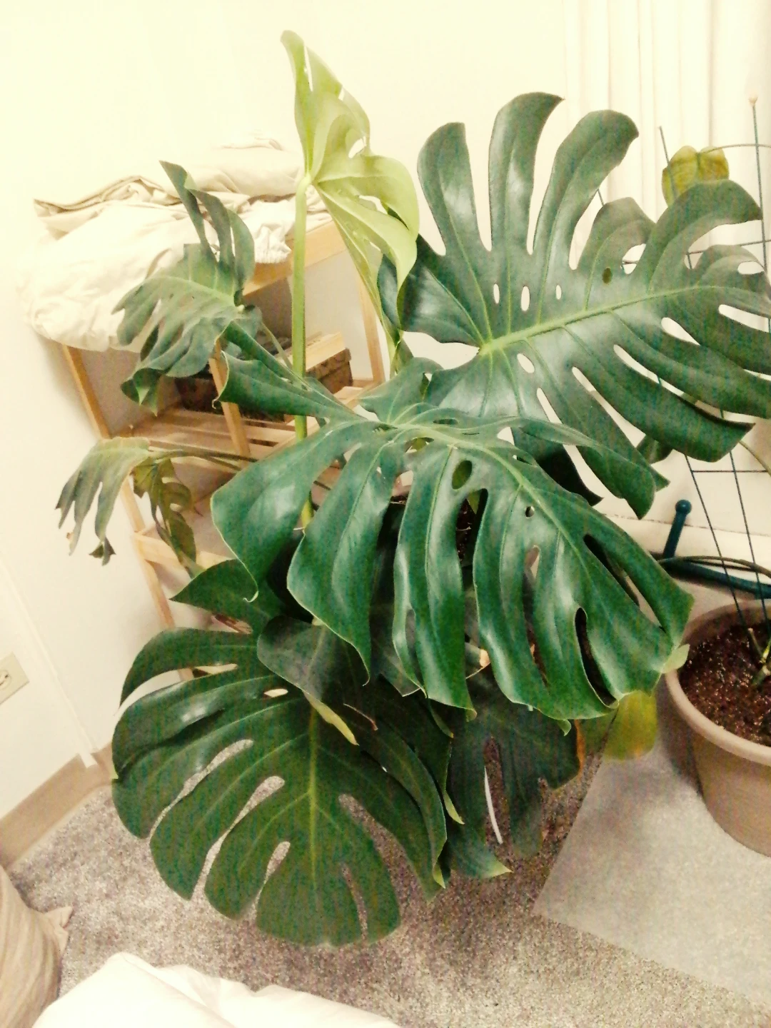 Monstera Plant - photo 2