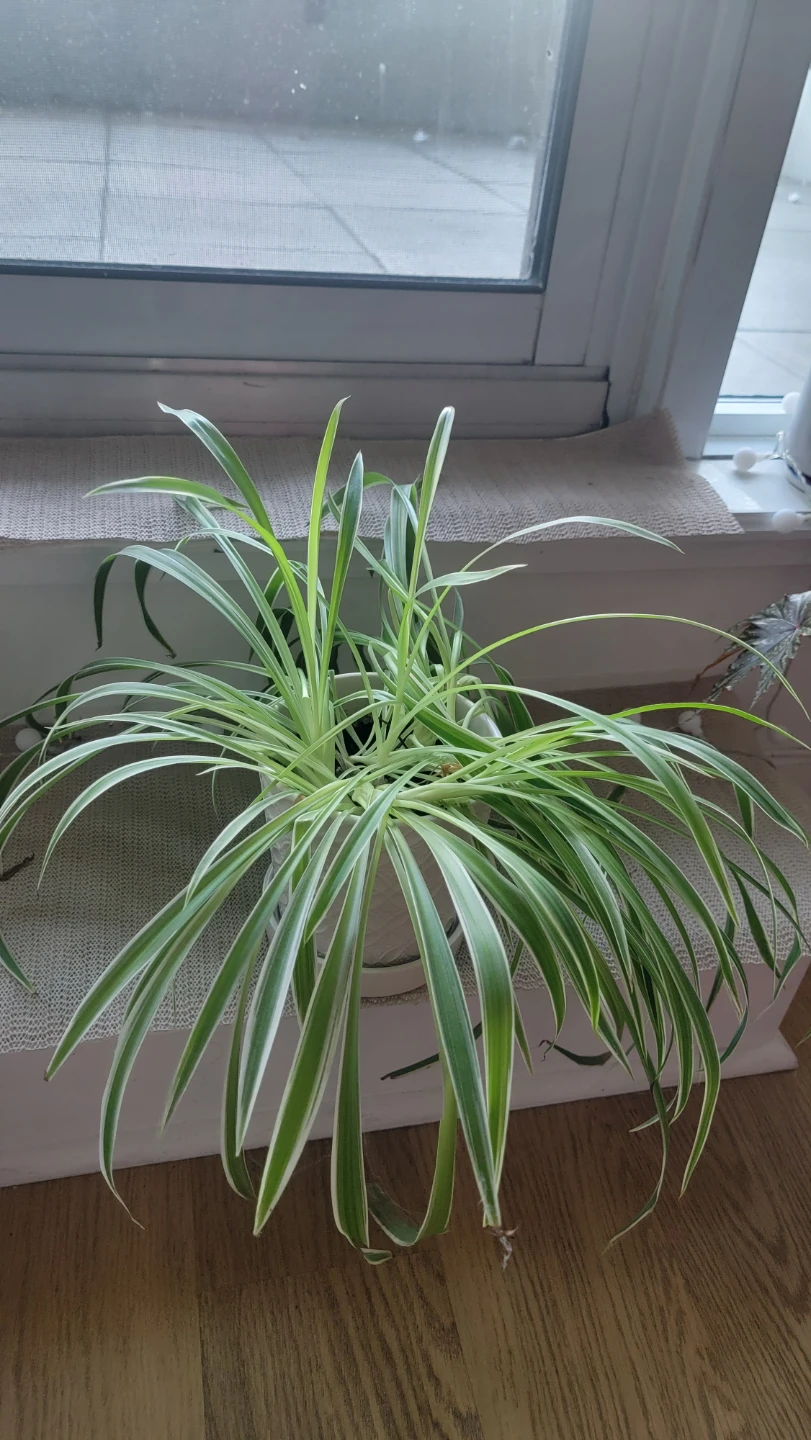 Indoor Spider Plant WITH pot