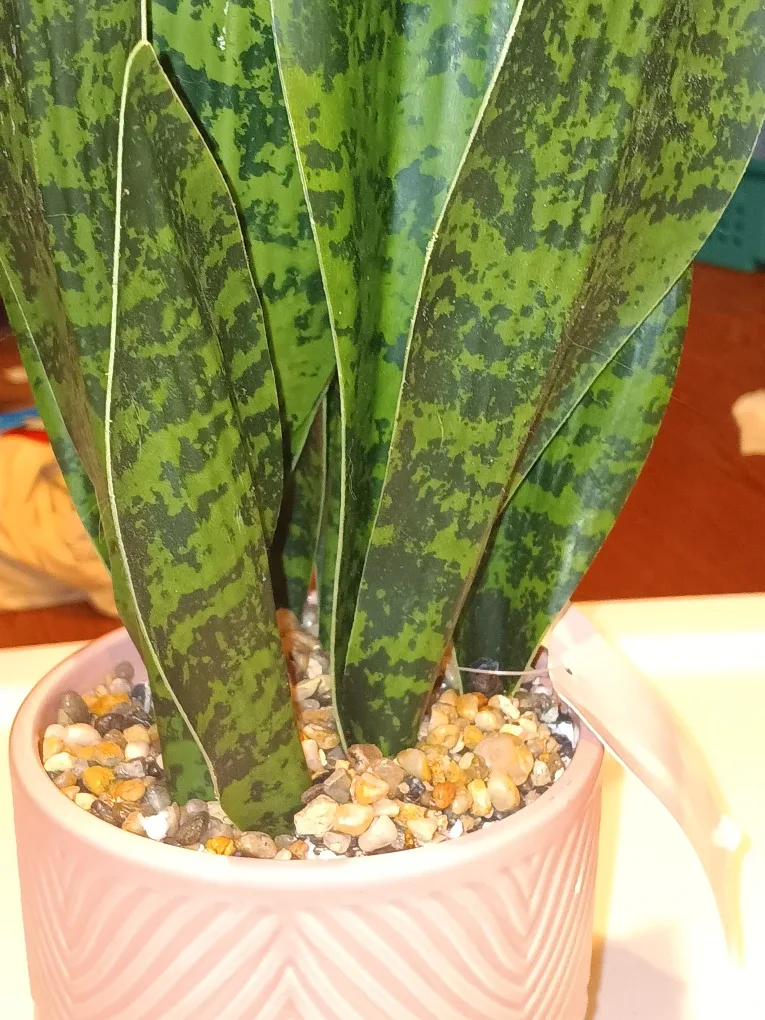 Artificial Snake Plant in Pink Pot
