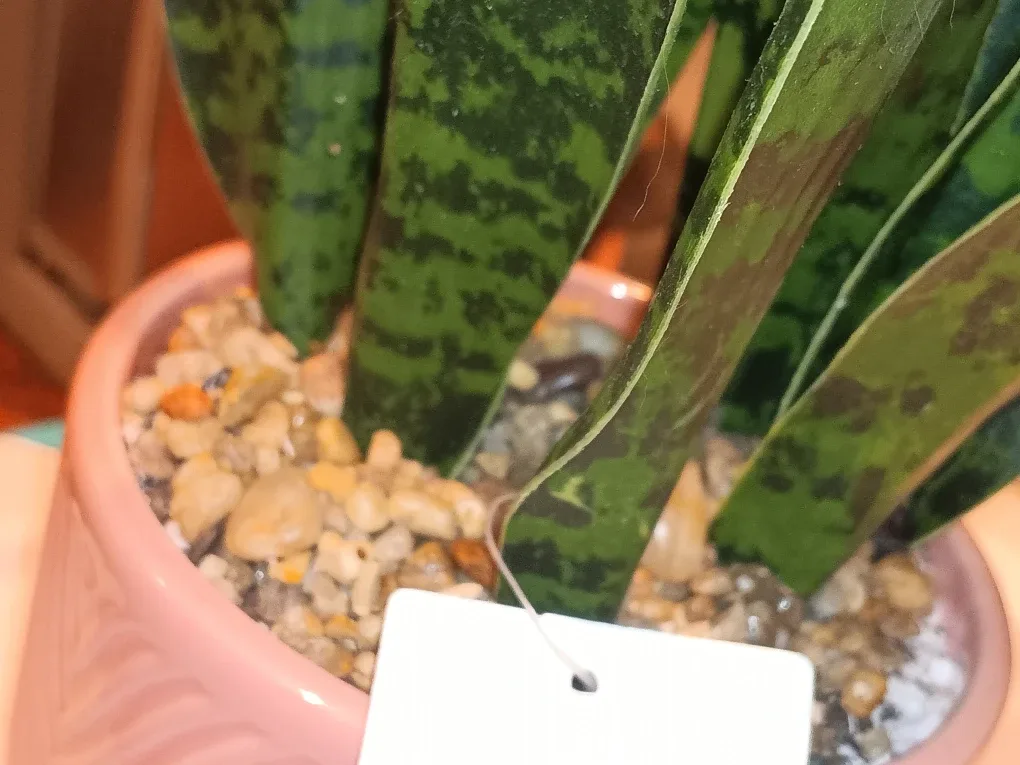 Artificial Snake Plant in Pink Pot image indicator(2)