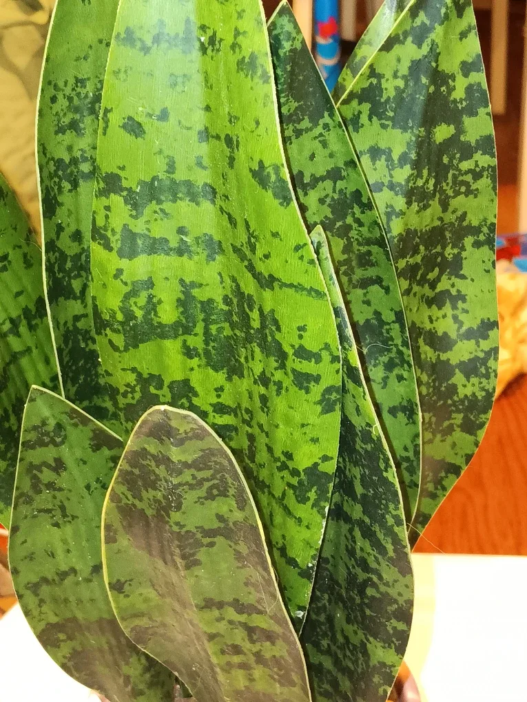 Artificial Snake Plant in Pink Pot image indicator(3)