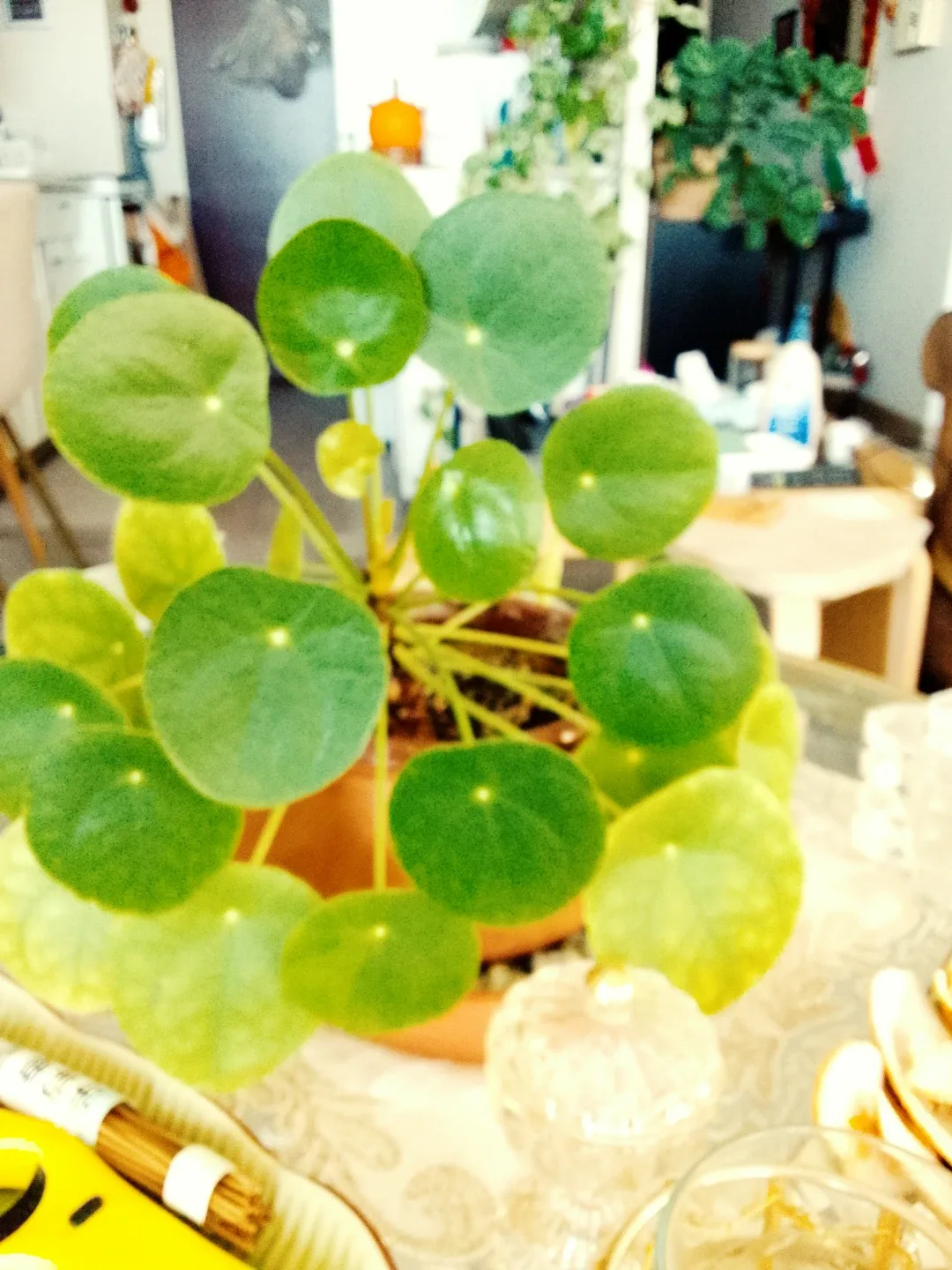 Pilea peperomioides Plant