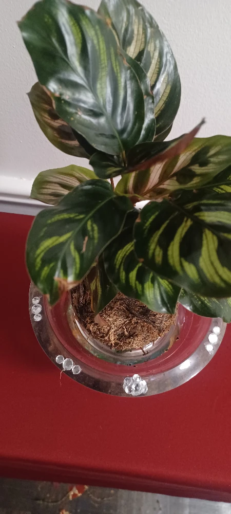 Calathea Plant Kokedama Style