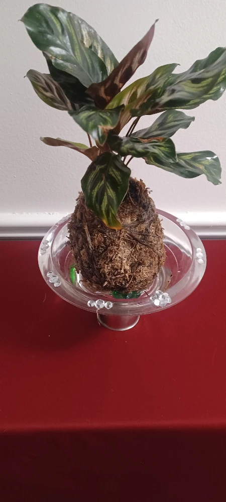 Calathea Plant Kokedama Style - photo 2